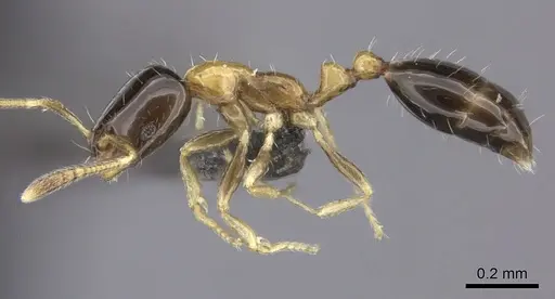 Monomorium floricola specimen CASENT0235524 image casent0235524_3
