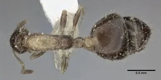 Monomorium floricola specimen CASENT0246067 image casent0246067_1