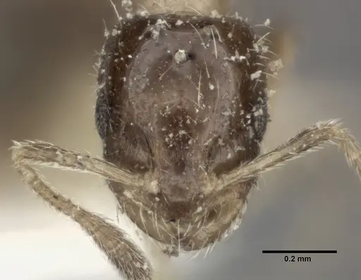 Monomorium floricola specimen CASENT0246067 image casent0246067_2