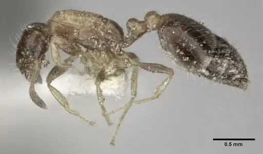 Monomorium floricola specimen CASENT0246067 image casent0246067_3