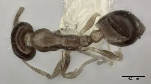 Monomorium floricola specimen CASENT0246068 image casent0246068_1