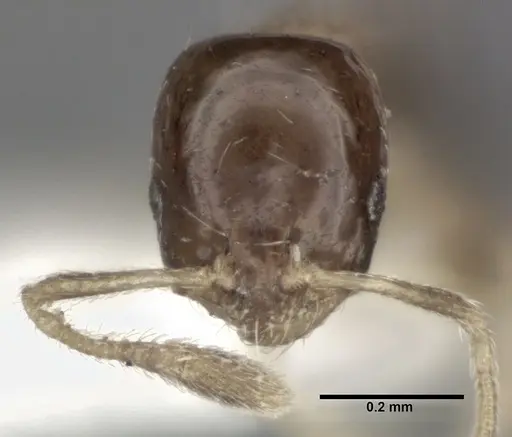Monomorium floricola specimen CASENT0246068 image casent0246068_2