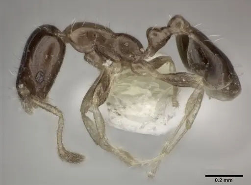 Monomorium floricola specimen CASENT0246068 image casent0246068_3