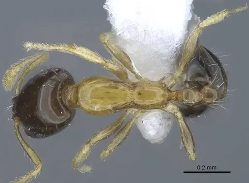 Monomorium floricola specimen CASENT0248782 image casent0248782_1