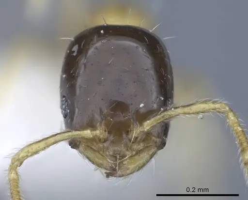 Monomorium floricola specimen CASENT0248782 image casent0248782_2