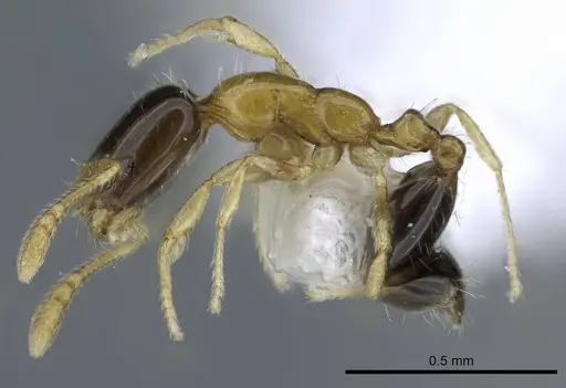 Monomorium floricola specimen CASENT0248782 image casent0248782_3