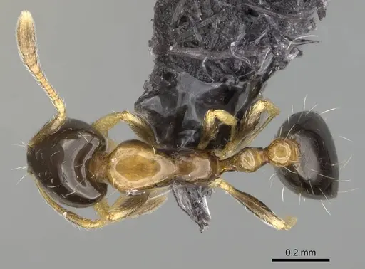 Monomorium floricola specimen CASENT0318491 image casent0318491_1