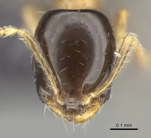 Monomorium floricola specimen CASENT0318491 image casent0318491_2