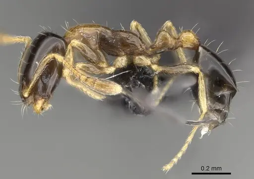 Monomorium floricola specimen CASENT0318491 image casent0318491_3