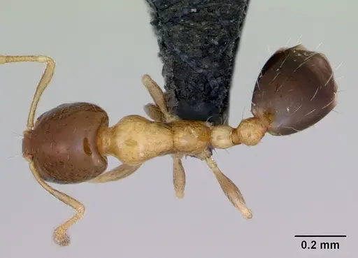 Monomorium floricola specimen CASENT0481871 image casent0481871_1