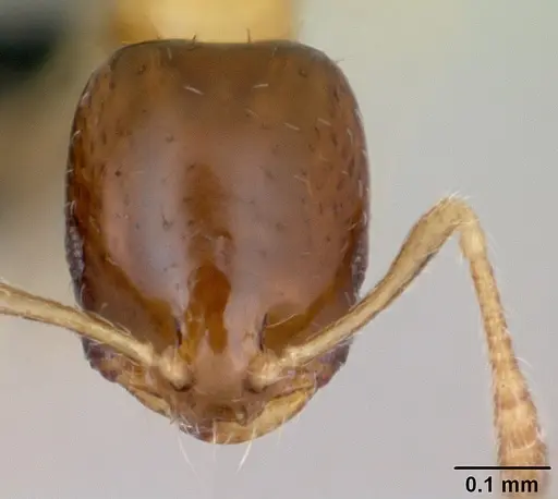 Monomorium floricola specimen CASENT0481871 image casent0481871_2