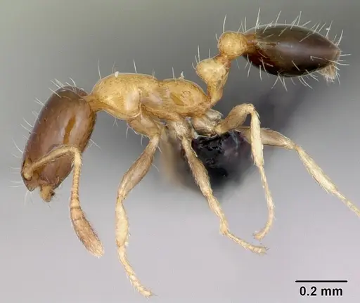 Monomorium floricola specimen CASENT0481871 image casent0481871_3