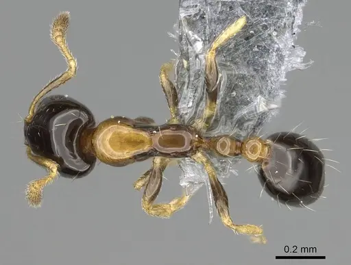 Monomorium floricola specimen CASENT0729180 image casent0729180_1