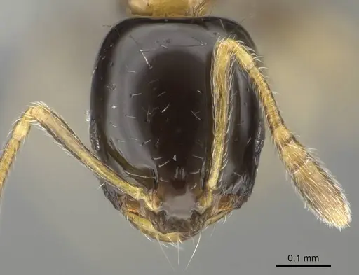 Monomorium floricola specimen CASENT0729180 image casent0729180_2