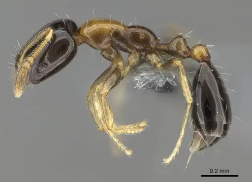 Monomorium floricola specimen CASENT0729180 image casent0729180_3