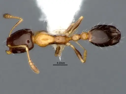 Monomorium floricola specimen CASENT0884408 image casent0884408_1