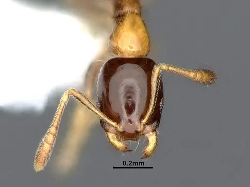 Monomorium floricola specimen CASENT0884408 image casent0884408_2