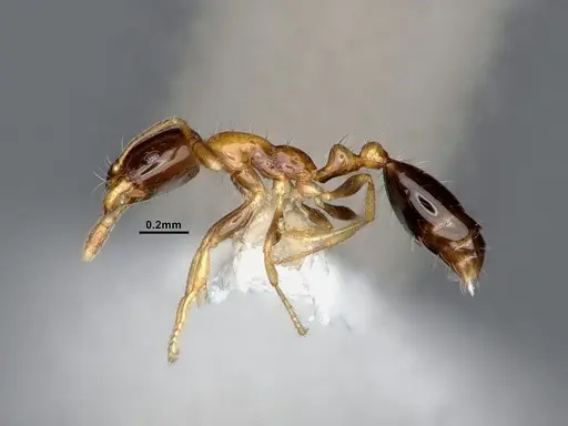 Monomorium floricola specimen CASENT0884408 image casent0884408_3