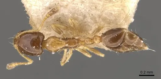 Monomorium floricola specimen CASENT0908698 image casent0908698_1