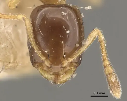Monomorium floricola specimen CASENT0908698 image casent0908698_2