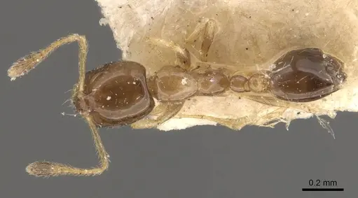 Monomorium floricola specimen CASENT0908699 image casent0908699_1