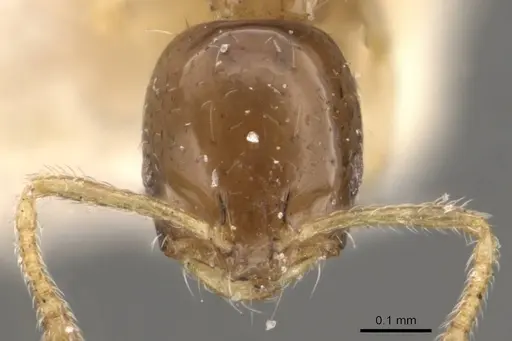 Monomorium floricola specimen CASENT0908699 image casent0908699_2