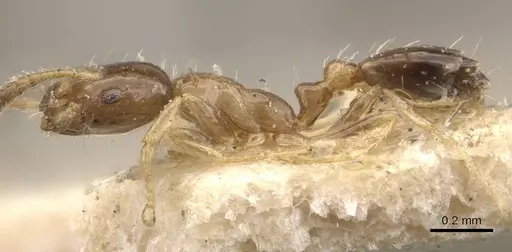 Monomorium floricola specimen CASENT0908699 image casent0908699_3