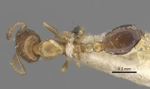 Monomorium floricola specimen CASENT0916008 image casent0916008_1