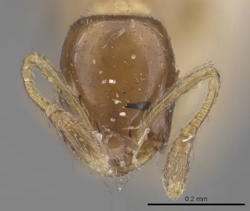Monomorium floricola specimen CASENT0916008 image casent0916008_2