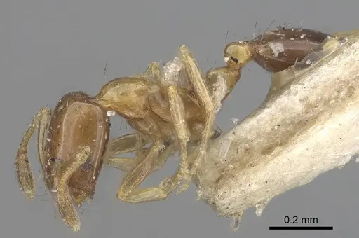 Monomorium floricola specimen CASENT0916008 image casent0916008_3