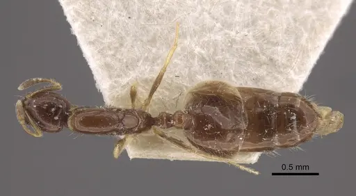 Monomorium floricola specimen CASENT0917813 image casent0917813_1