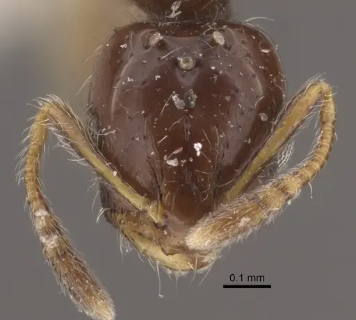Monomorium floricola specimen CASENT0917813 image casent0917813_2