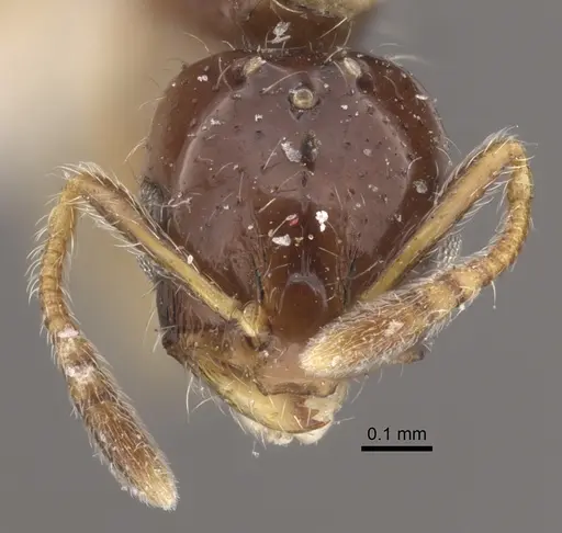 Monomorium floricola specimen CASENT0917813 image casent0917813_3
