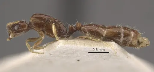 Monomorium floricola specimen CASENT0917813 image casent0917813_4