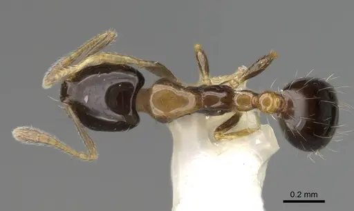Monomorium floricola specimen CASENT0919904 image casent0919904_1