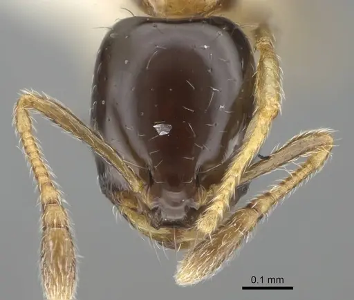 Monomorium floricola specimen CASENT0919904 image casent0919904_2