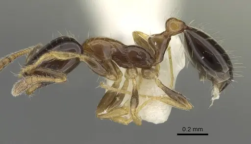Monomorium floricola specimen CASENT0919904 image casent0919904_3