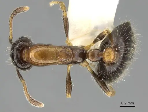 Monomorium floricola specimen CASENT0919905 image casent0919905_1