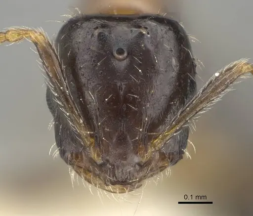 Monomorium floricola specimen CASENT0919905 image casent0919905_2