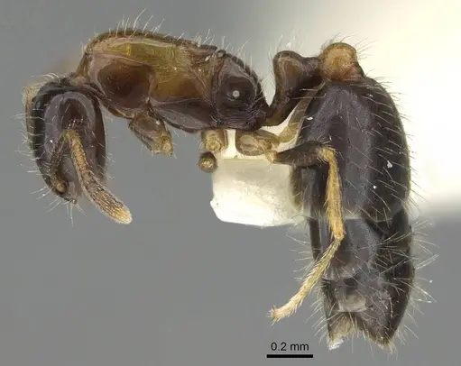 Monomorium floricola specimen CASENT0919905 image casent0919905_3