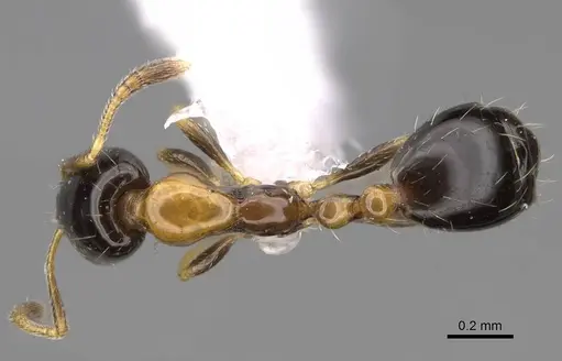 Monomorium floricola specimen CASENT0922876 image casent0922876_1