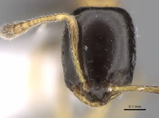 Monomorium floricola specimen CASENT0922876 image casent0922876_2