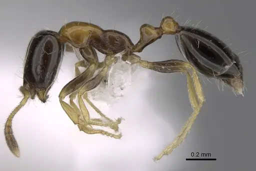 Monomorium floricola specimen CASENT0922876 image casent0922876_3