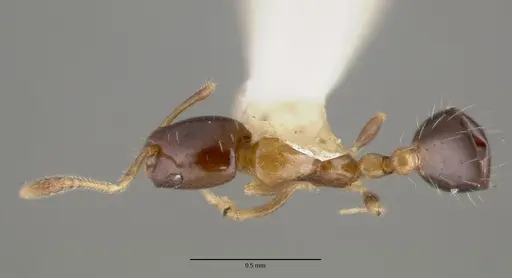Monomorium floricola specimen CASTYPE06928 image castype06928_1
