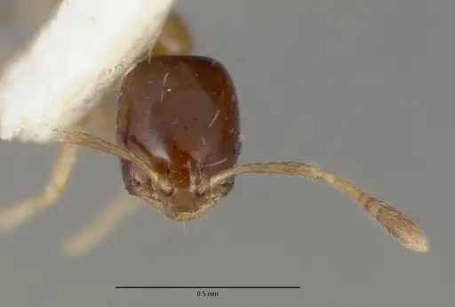 Monomorium floricola specimen CASTYPE06928 image castype06928_2