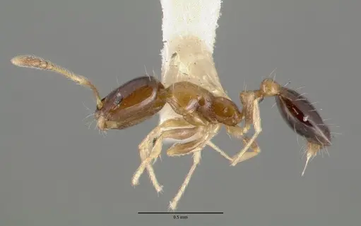 Monomorium floricola specimen CASTYPE06928 image castype06928_3