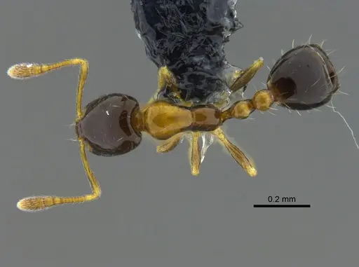 Monomorium floricola specimen CBUMAGENT41959 image cbumagent41959_1