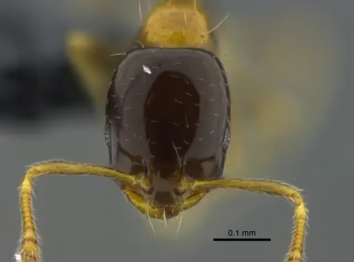 Monomorium floricola specimen CBUMAGENT41959 image cbumagent41959_2