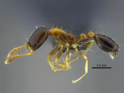 Monomorium floricola specimen CBUMAGENT41959 image cbumagent41959_3