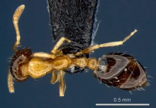 Monomorium floricola specimen CSIRONC0180 image csironc0180_1